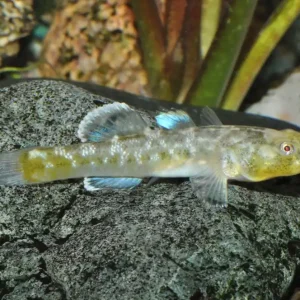 Australische Wüstengrundel (Chlamydogobius eremius) Echt